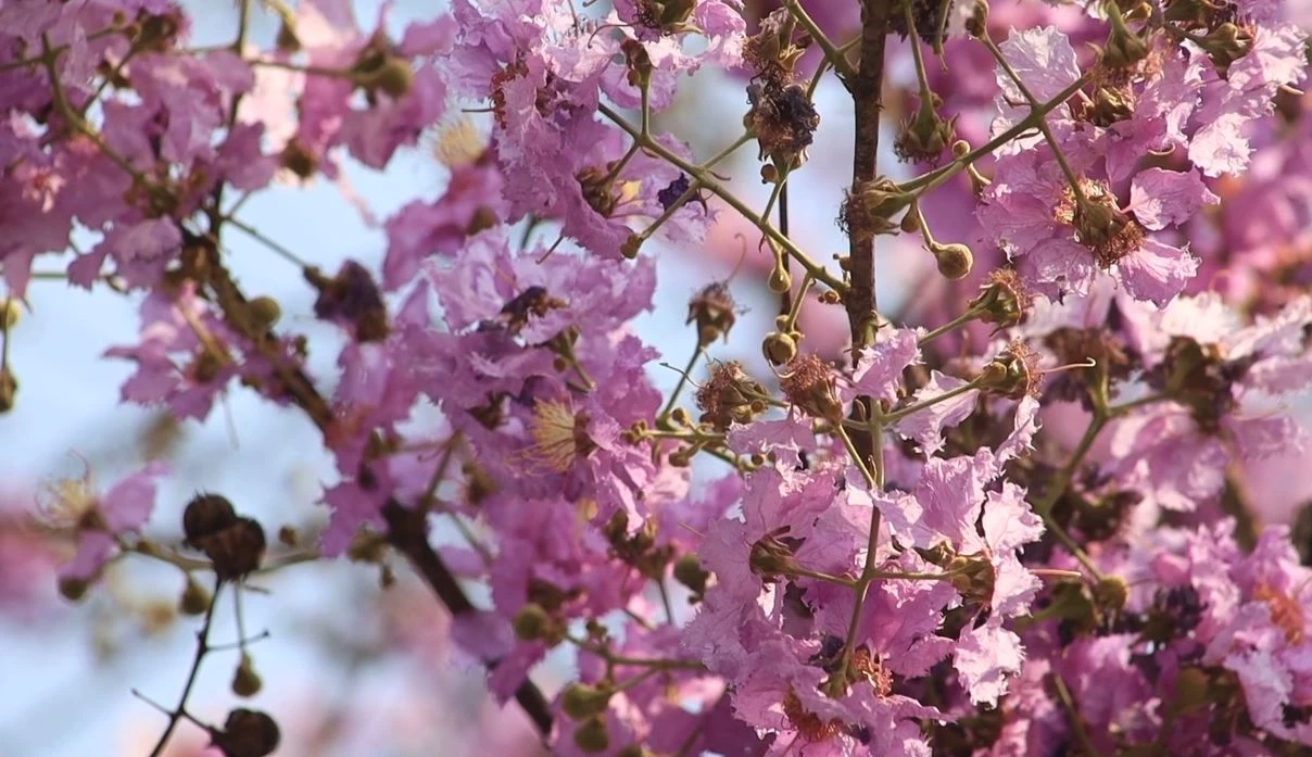 ดอกเสลา บานสะพรั่งม่วงสลับขาว อวดโฉมริมถนนสายพิษณุโลก-นครสวรรค์