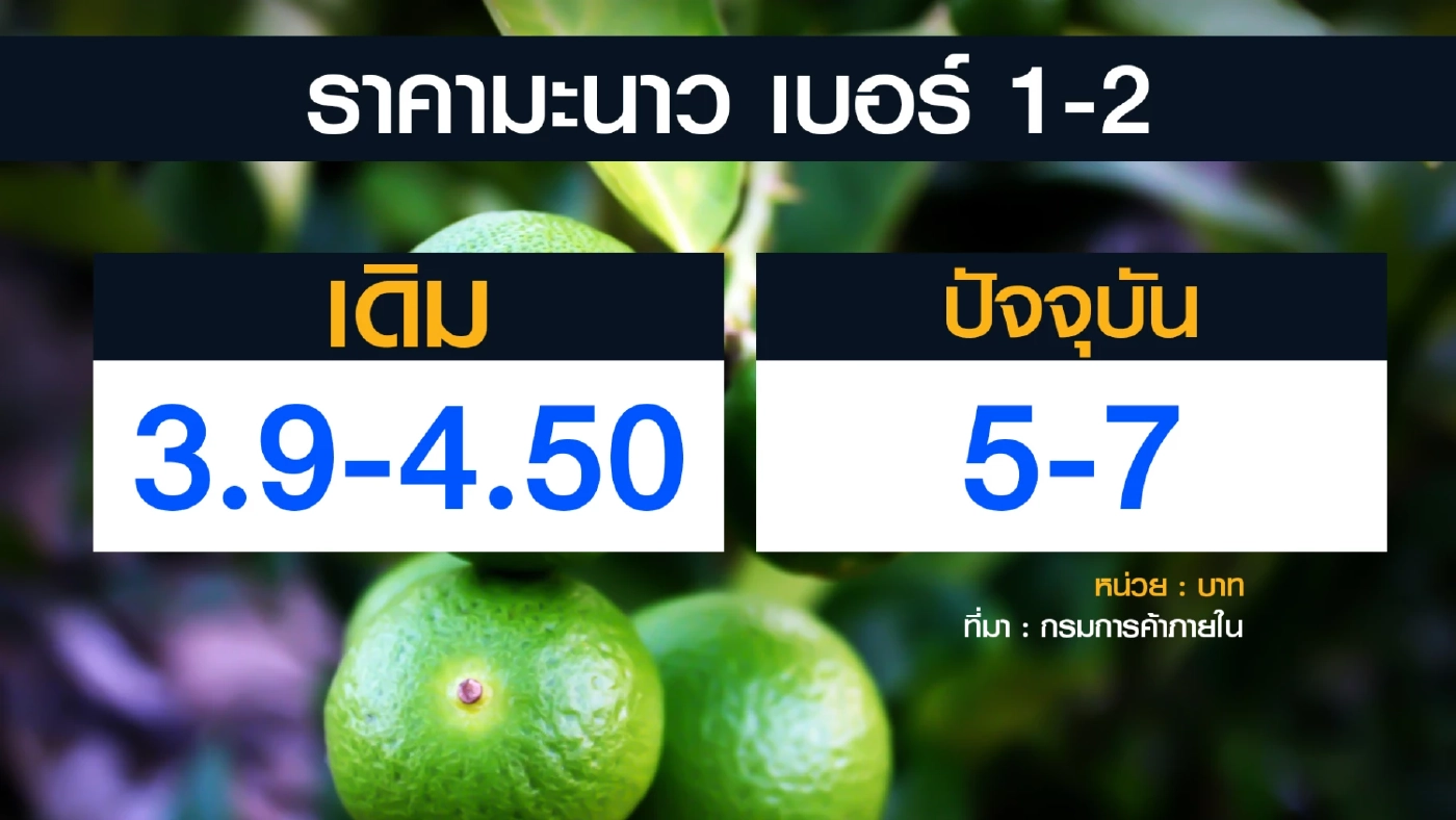 พาณิชย์ยอมรับอาจได้เห็น 'มะนาว' ลูกละ 7 บาทแน่