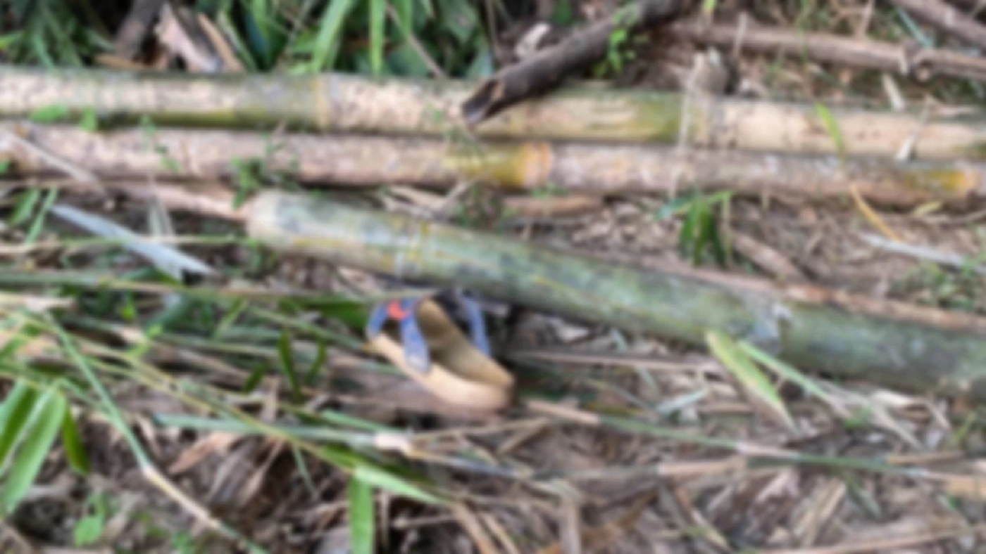 ตร.พบเบาะแส คดีสังหารยกครัว 5 ศพ หลังแรงงานต่างด้าวทิ้งงานหนีหาย