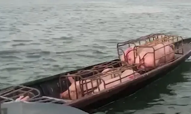 จับคาเรือ ลักลอบส่งออกหมูไปประเทศเพื่อนบ้าน ได้ค่าจ้างตัวละ 40 บาท