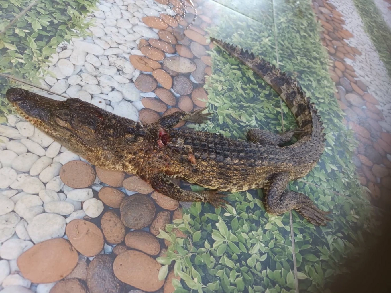 ชาวซองกาเลียผวา ดำน้ำยิงปลากลับได้จระเข้ กรมประมงลุยตรวจคาดถูกนำมาปล่อย