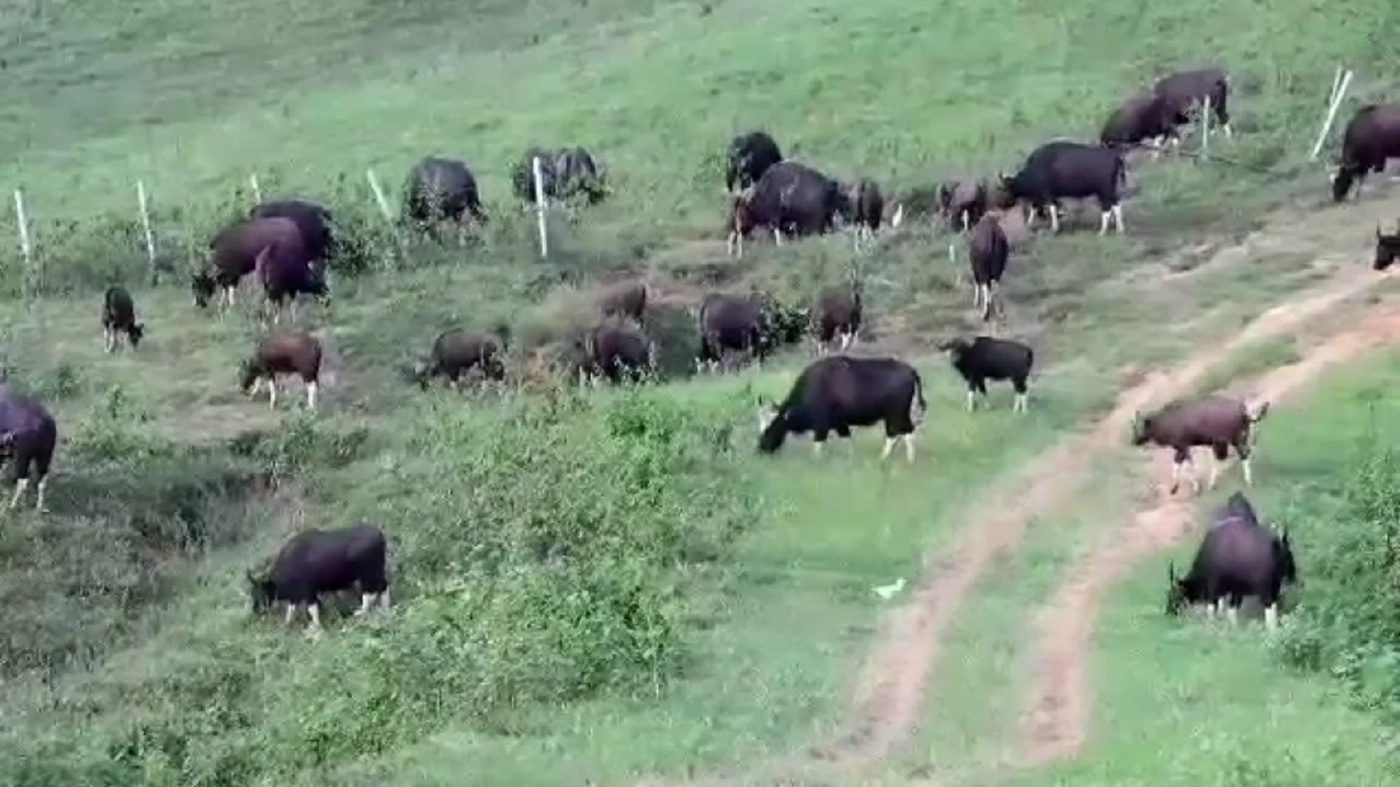 ชาวบ้านวังน้ำเขียว ถูกกระทิงขวิด ยังโคม่าต้องเข้ารับการผ่าตัดด่วน