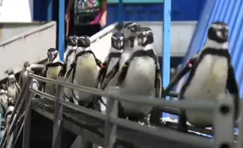 สวนสัตว์เปิดเขาเขียว ชวนเที่ยวแก้ชง ทำบุญอุปถัมภ์สัตว์ป่า เสริมบุญบารมี