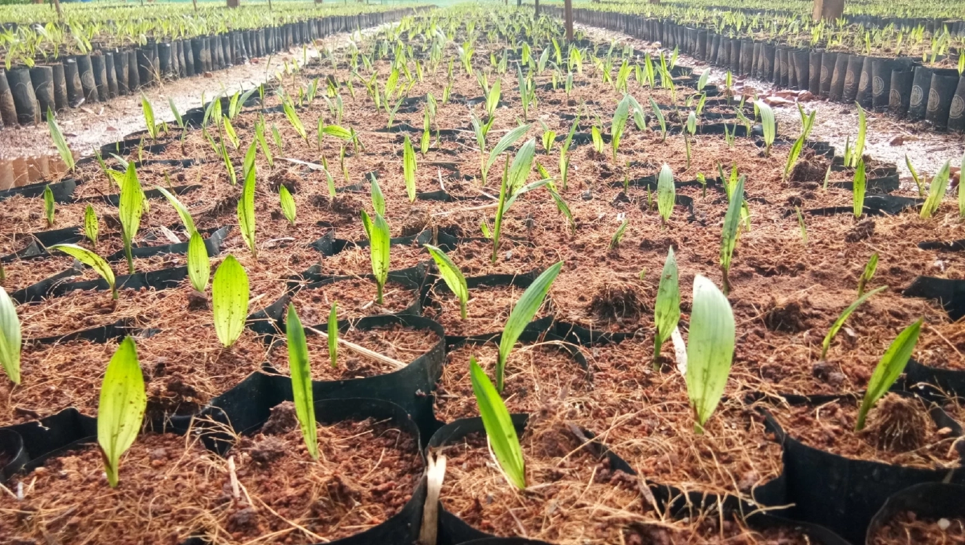 "กรมวิชาการเกษตร" ตั้งเป้าผลิตเมล็ดงอก ปาล์มน้ำมัน 1ล้านเมล็ด ป้อนเกษตรกร