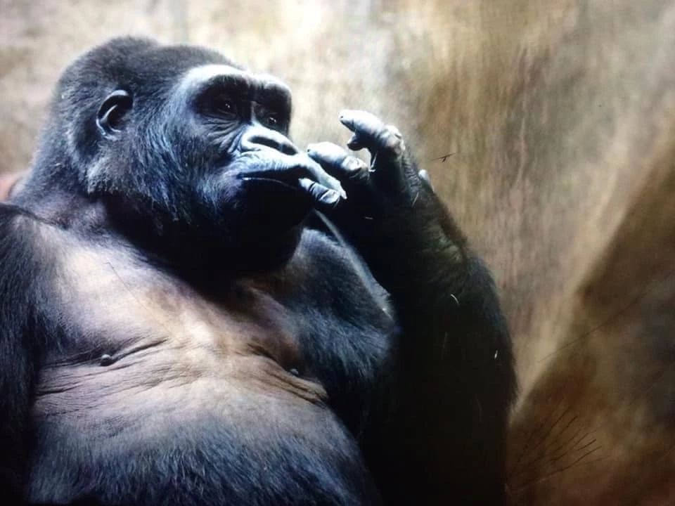 บัวน้อย ลิงกอริลลา หนึ่งเดียวในประเทศไทย อายุ 30 ปี