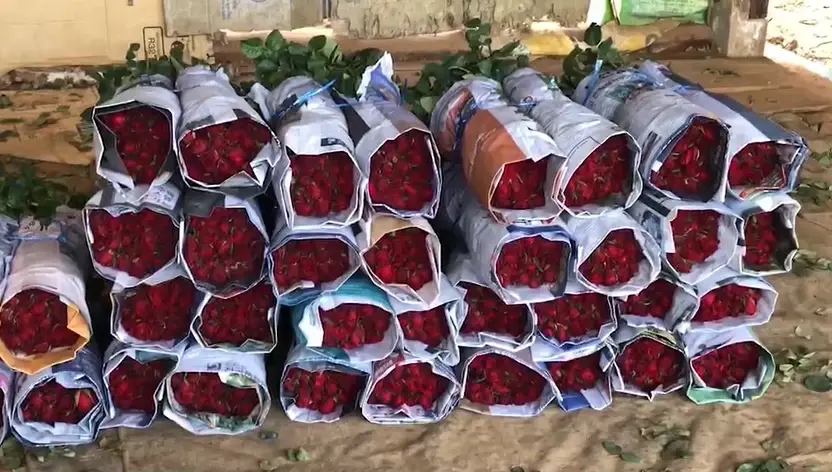 เกษตรกรยิ้มออก ราคากุหลาบพุ่งรับ "วาเลนไลน์" เกรดเอดอกละ 8 - 9 บาท