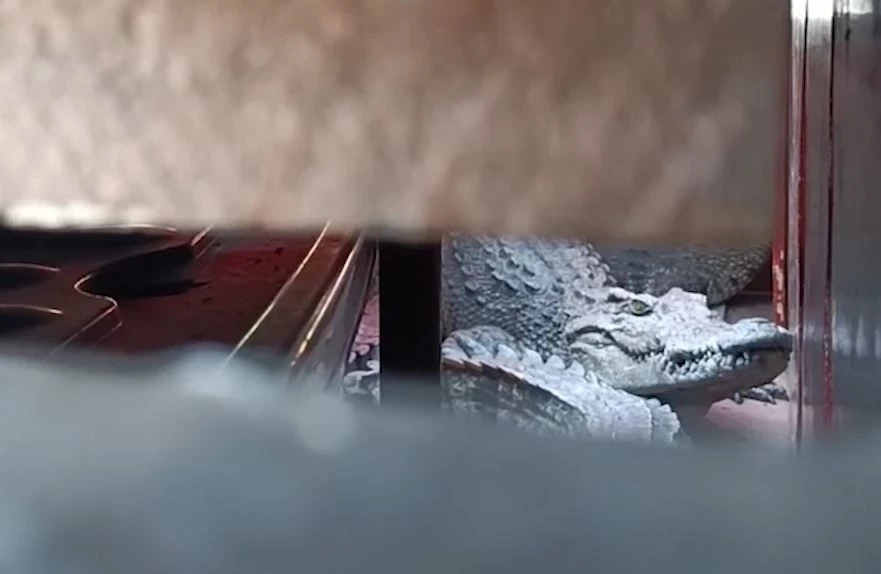 ระดมกำลังล่าจระเข้หลุดลงแม่น้ำปิงทั้งคืน ยังไร้วี่แวว