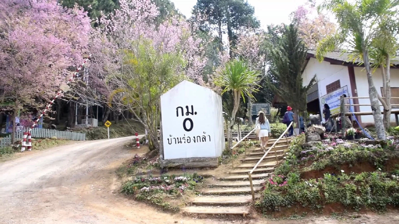 ปิดแล้ว "ภูลมโล" ถิ่นซากุระเมืองไทย พบกันใหม่ปีหน้า