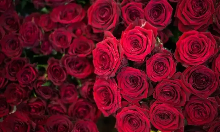 จัดให้ทุกคู่รัก จดทะเบียนสมรสวันวาเลนไทน์ 2023 ใช้เอกสารอะไรบ้าง?