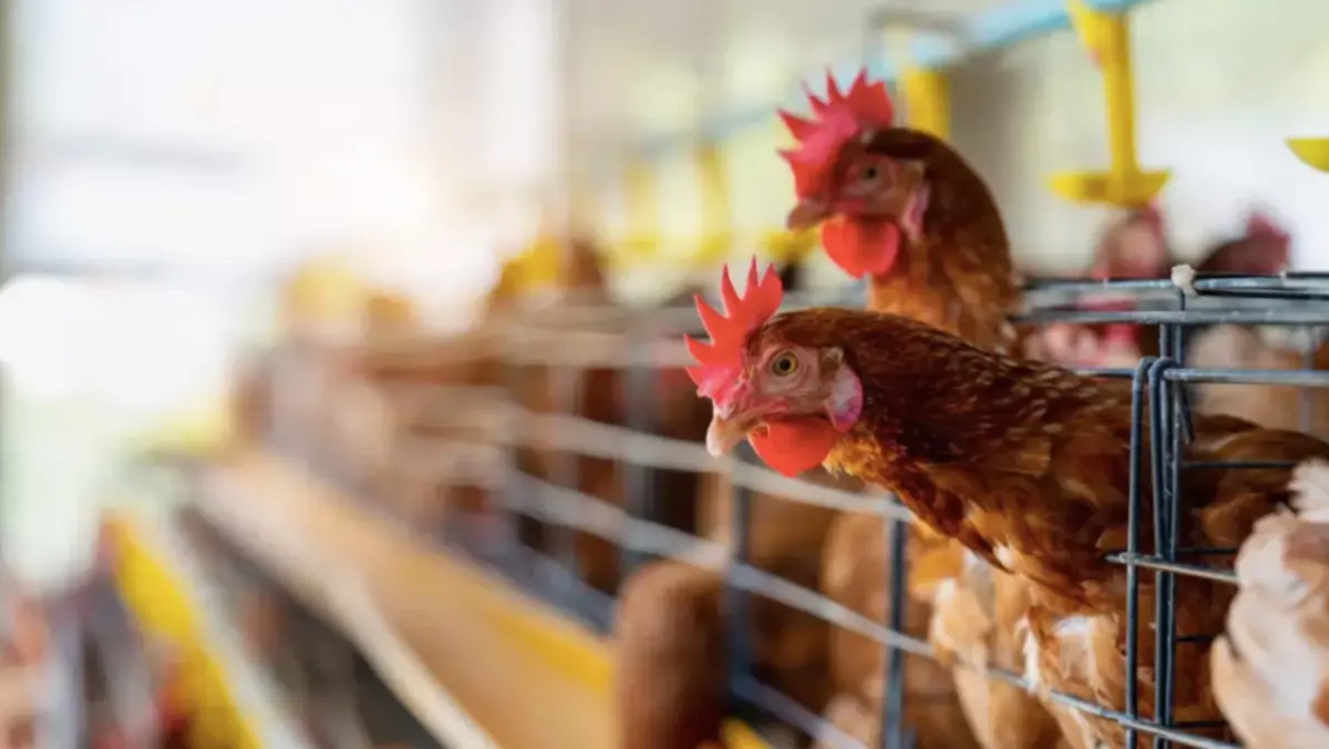 นักไวรัสวิทยา เตือนไทยเฝ้าระวังไข้หวัดนก H5N1 หลังกัมพูชาพบผู้เสียชีวิต