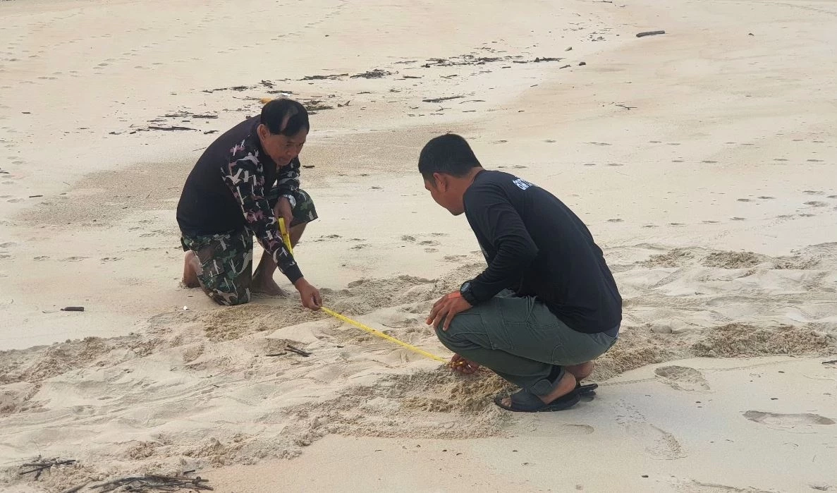 พบรอย "เต่ามะเฟือง" ขึ้นวางไข่ที่หาดเขาหน้ายักษ์ รังที่ 2