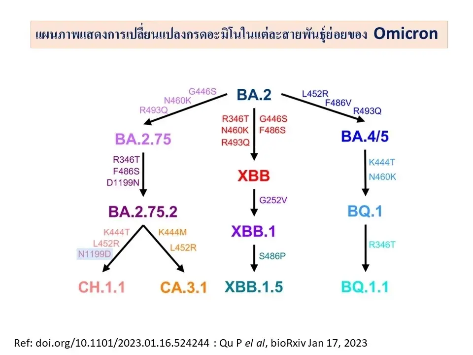 รู้ทันโควิด ทำความรู้จัก "โควิด 2 สายพันธุ์อันตราย" คราเคนและออร์ธรัส