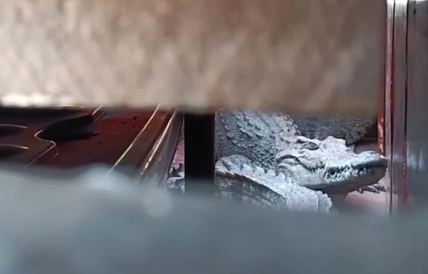 เจ้าหน้าที่เร่งว่างเหยื่อล่อ "เจ้าบอด" จระเข้หลุดลงแม่น้ำปิง