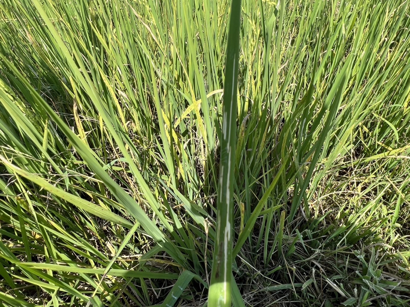 รู้จัก "แมลงบั่ว" ตัวร้ายทำลายข้าว ระบาดในช่วงอากาศชื้นเย็น