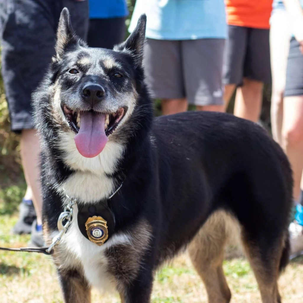 รำลึก 2 สุนัขผู้กล้าหาญ หลังทั่วโลกอาลัย "Proteo" ฮีโร่ 4 ขากู้ภัยตายในภารกิจตุรกี