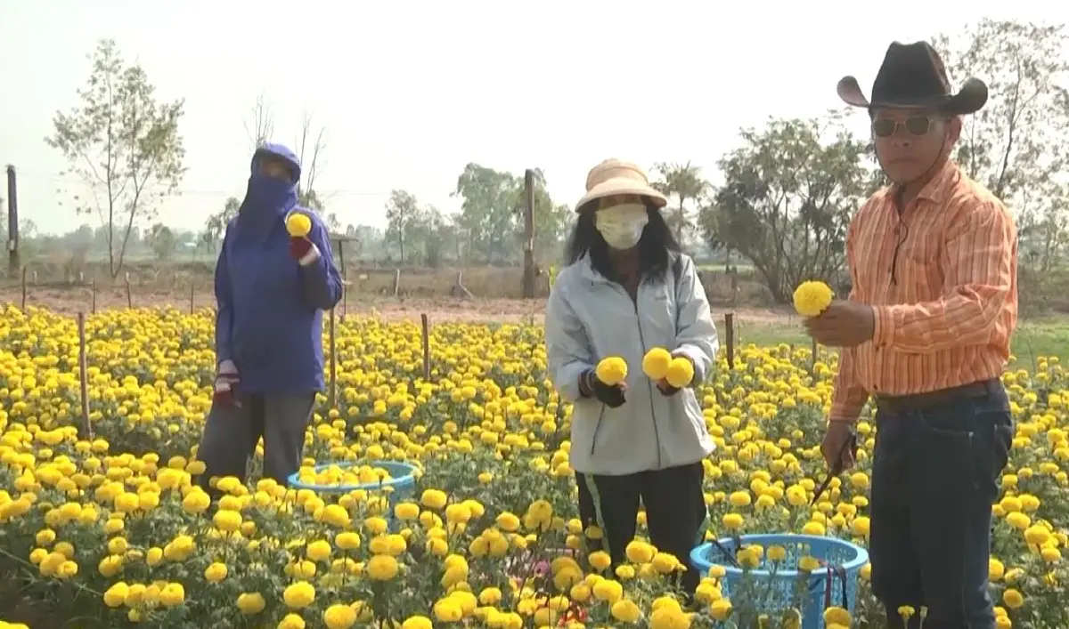 สุดปัง! กาฬสินธุ์พลิกผืนดินเสื่อมโทรม ปลูกดอกดาวเรืองขายดีรายได้งาม