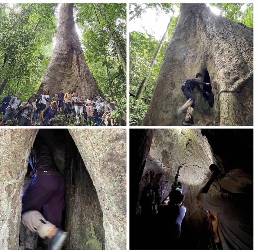 สุดอึ้ง หมอมนูญ เปิดข้อมูลเชิงลึก ประเด็นร้อน ผู้ป่วยปอดติดเชื้อจากต้นไม้ 