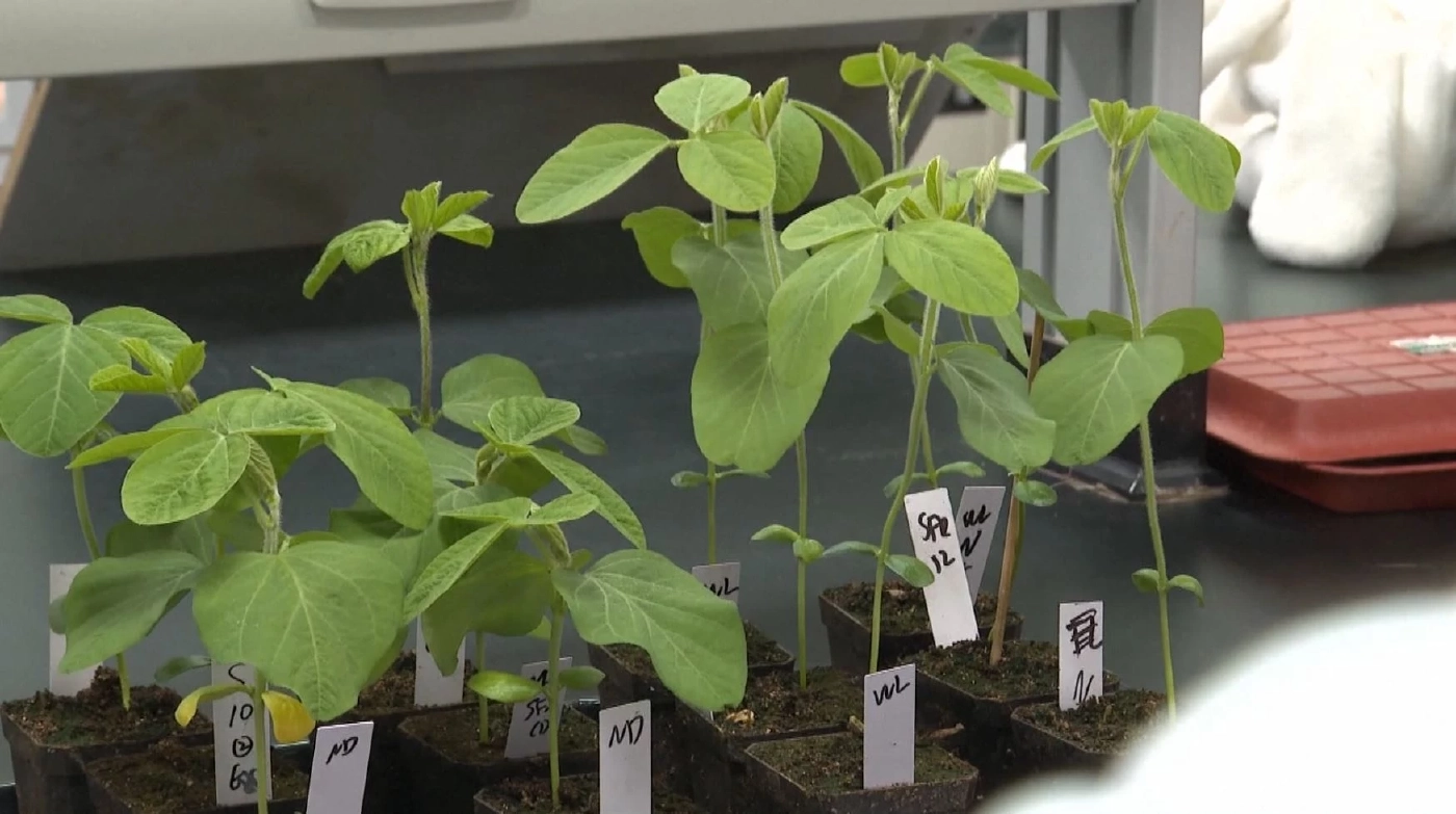 จีนแก้ปัญหาขาดแคลนถั่วเหลืองด้วยการปลูกแซมกับข้าวโพด (คลิป)