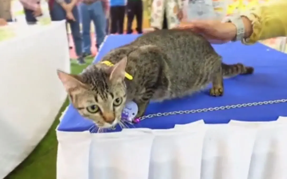 ผู้ว่าฯพังงาเปิดแคทวอล์คของแท้ ให้น้องแมวประชันความงามในงานกาชาด
