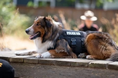 รำลึก 2 สุนัขผู้กล้าหาญ หลังทั่วโลกอาลัย "Proteo" ฮีโร่ 4 ขากู้ภัยตายในภารกิจตุรกี