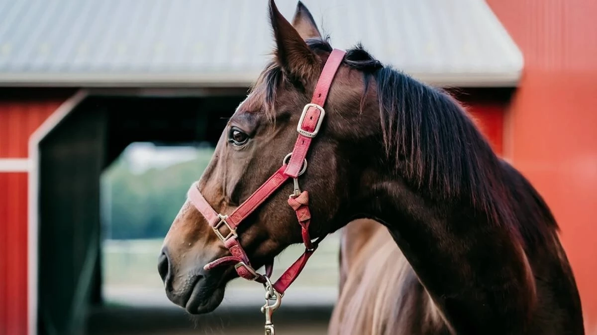 ชวนคนไทยร่วมทำความรู้จัก "กาฬโรคแอฟริกาในม้า"