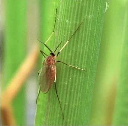 รู้จัก "แมลงบั่ว" ตัวร้ายทำลายข้าว ระบาดในช่วงอากาศชื้นเย็น