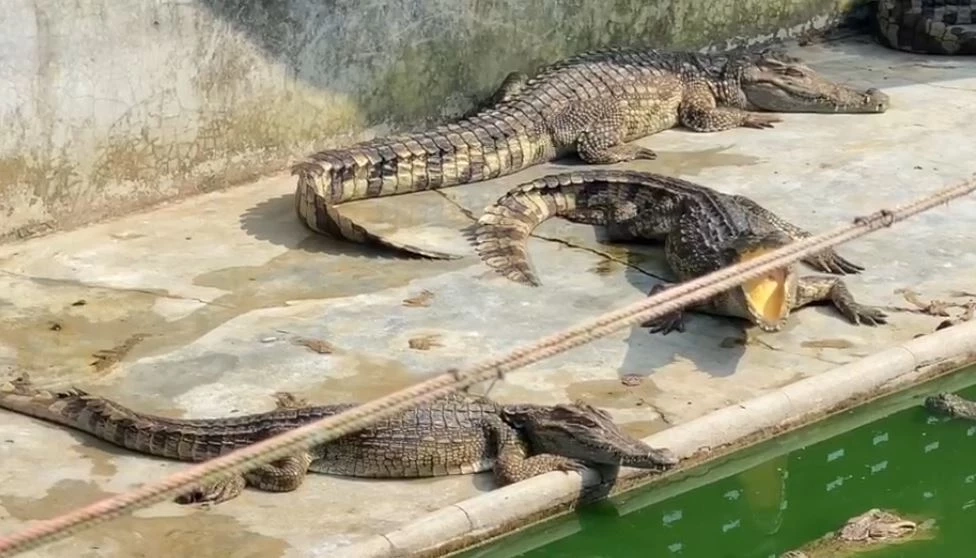 ชาวบ้านผวา จระเข้นับร้อยตัว ถูกทิ้งในบ่อเลี้ยง