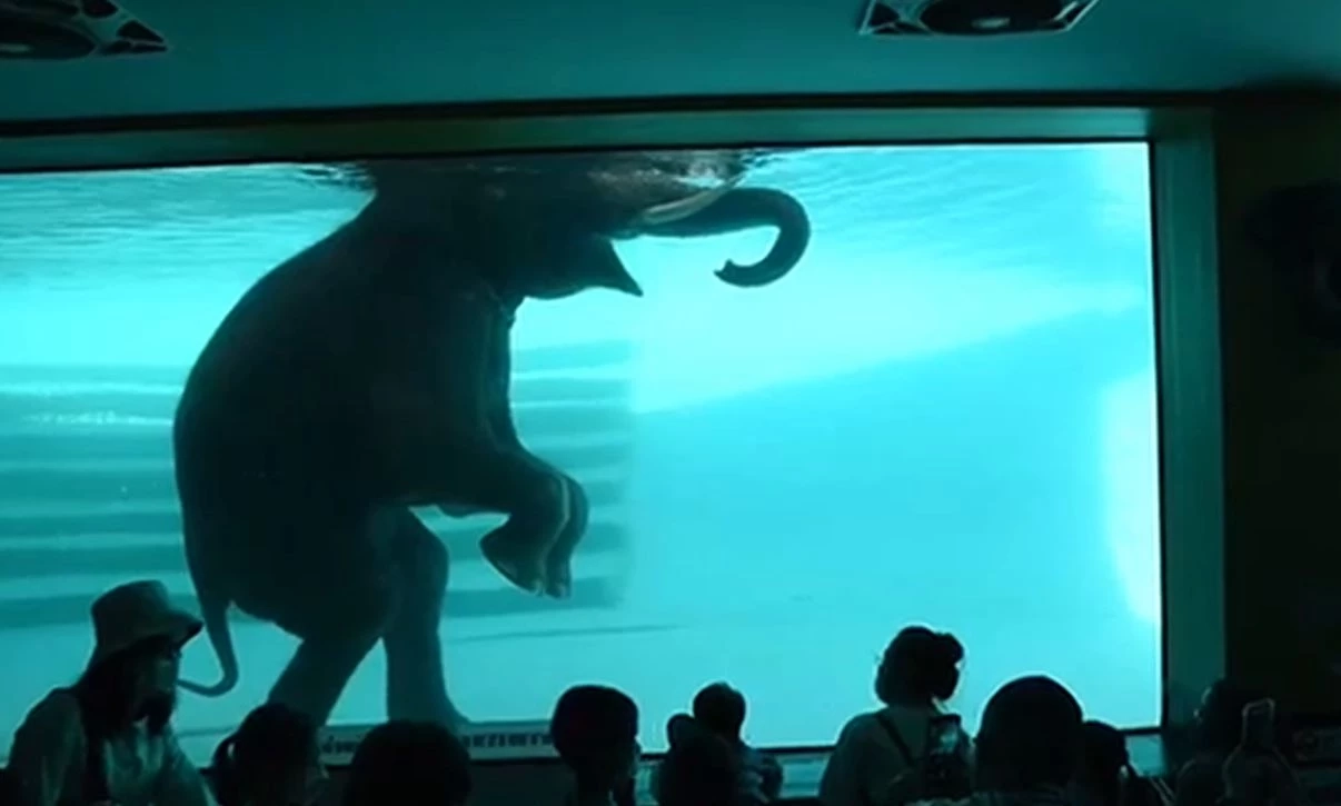 สวนสัตว์เปิดเขาเขียว ชวนเที่ยวแก้ชง ทำบุญอุปถัมภ์สัตว์ป่า เสริมบุญบารมี