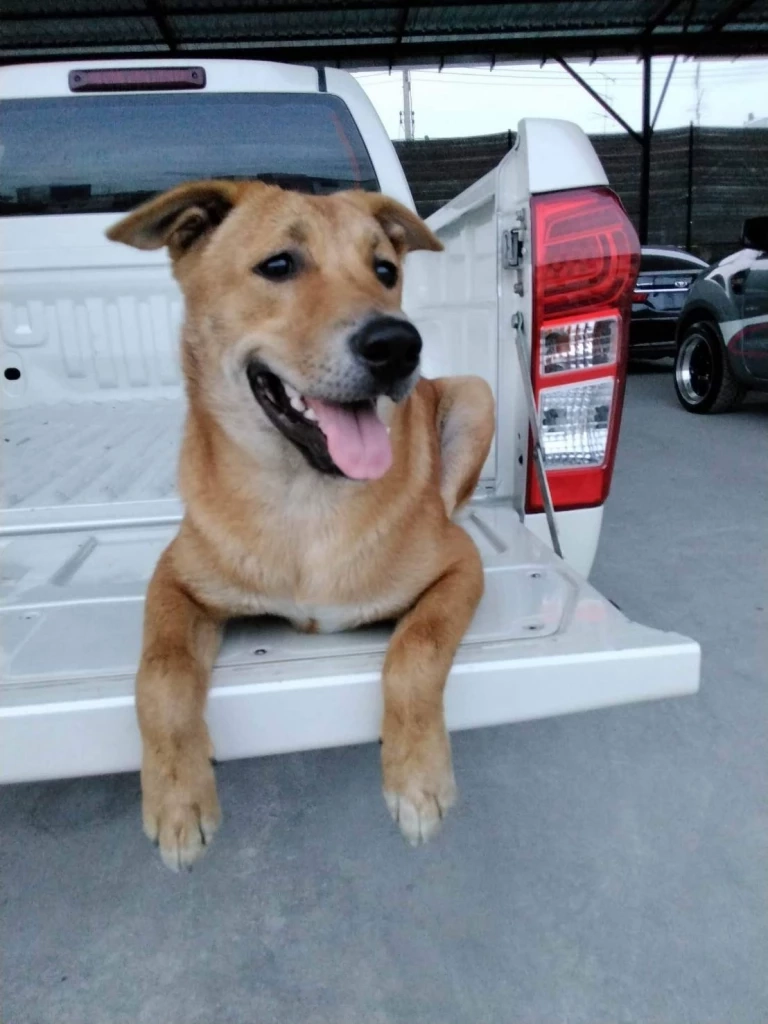 ป้าไม่ท้อตามหา“ลักกี้”สุนัขคู่ใจ มั่นใจยังมีชีวิตอยู่