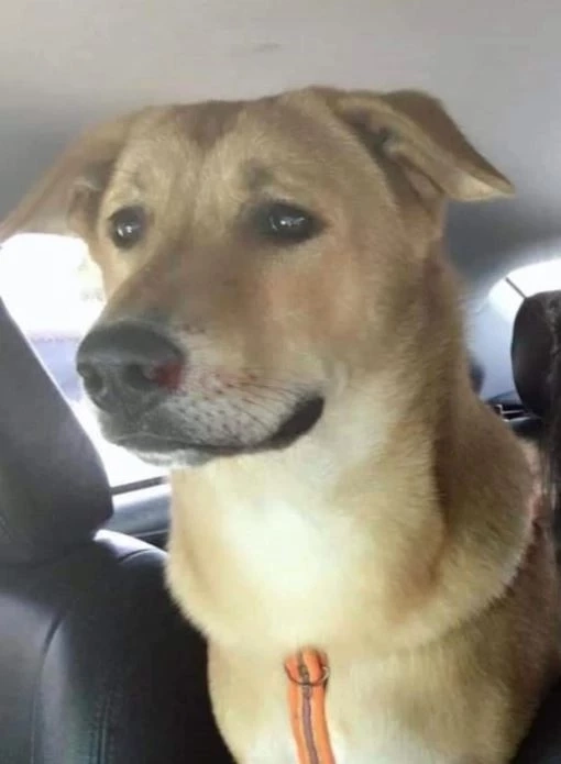 ป้าไม่ท้อ ตามหาสุนัขแสนรักข้ามจว. 4 เดือน เชื่อยังมีชีวิต หาทางกลับบ้านไม่ได้