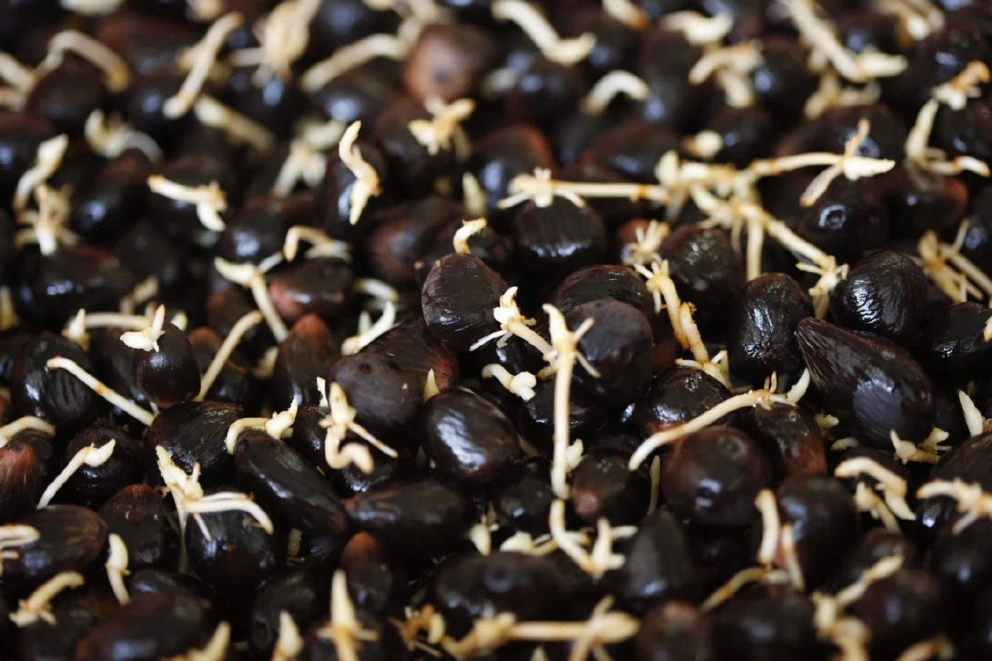 "กรมวิชาการเกษตร" ตั้งเป้าผลิตเมล็ดงอก ปาล์มน้ำมัน 1ล้านเมล็ด ป้อนเกษตรกร