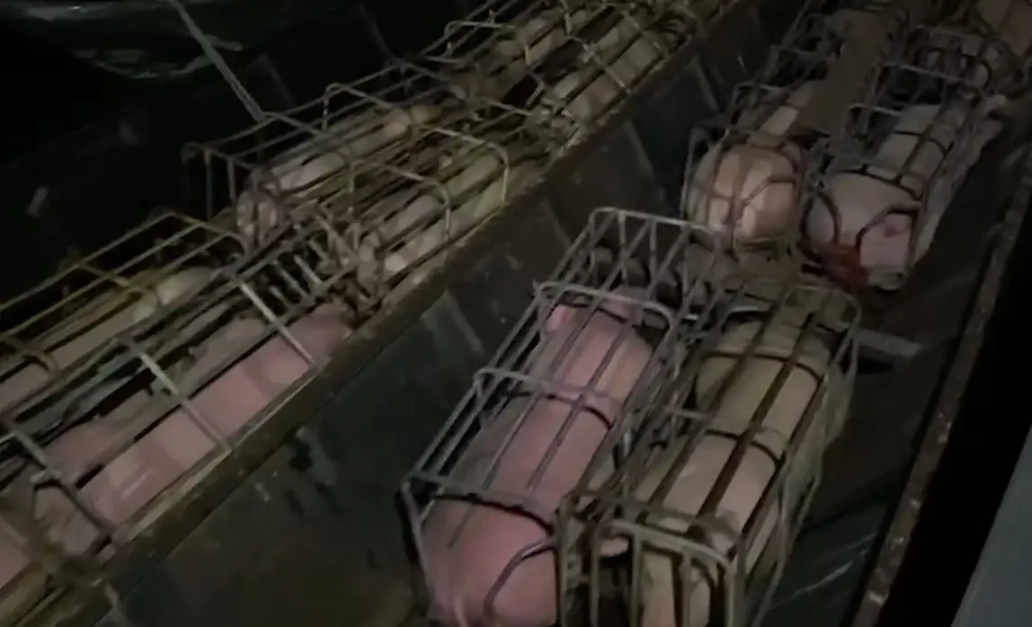 จับคาเรือ ลักลอบส่งออกหมูไปประเทศเพื่อนบ้าน ได้ค่าจ้างตัวละ 40 บาท