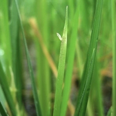 รู้จัก "แมลงบั่ว" ตัวร้ายทำลายข้าว ระบาดในช่วงอากาศชื้นเย็น