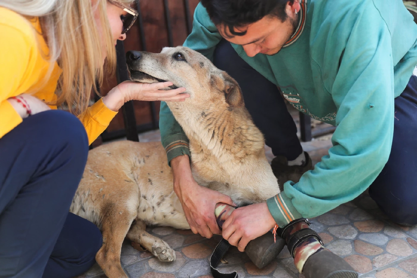 สุนัขที่รอดจากการทารุณของแก๊งค้ายา สู่ตำแหน่งสัตว์เลี้ยงตัวโปรด