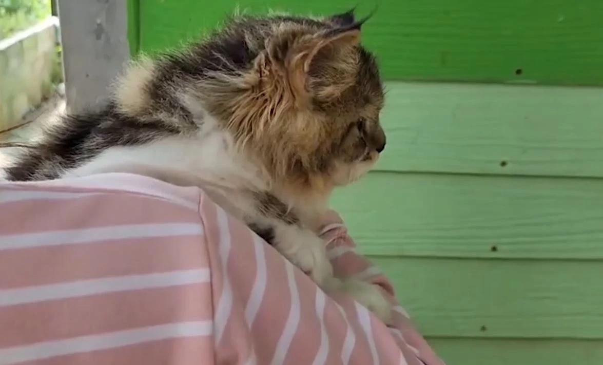 ชาวบ้านผวา! สงสัยแมวถูกเพื่อนบ้านจับฆ่าบูชายัญ