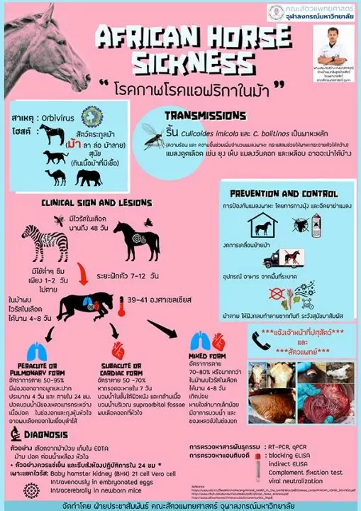 ไทยเตรียมประกาศปลอด "กาฬโรคแอฟริกาในม้า” ภายในปีนี้