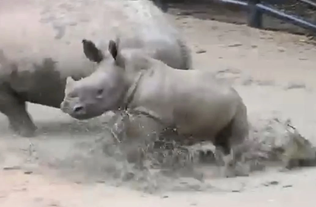 สวนสัตว์เปิดเขาเขียว ชวนเที่ยวแก้ชง ทำบุญอุปถัมภ์สัตว์ป่า เสริมบุญบารมี