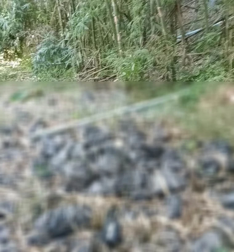 ตร.เร่งล่าคนร้าย ฆ่ายกครัว 5 ศพ มุ่งประเด็นแรงงานเมียนมา ชำนาญใช้มีด