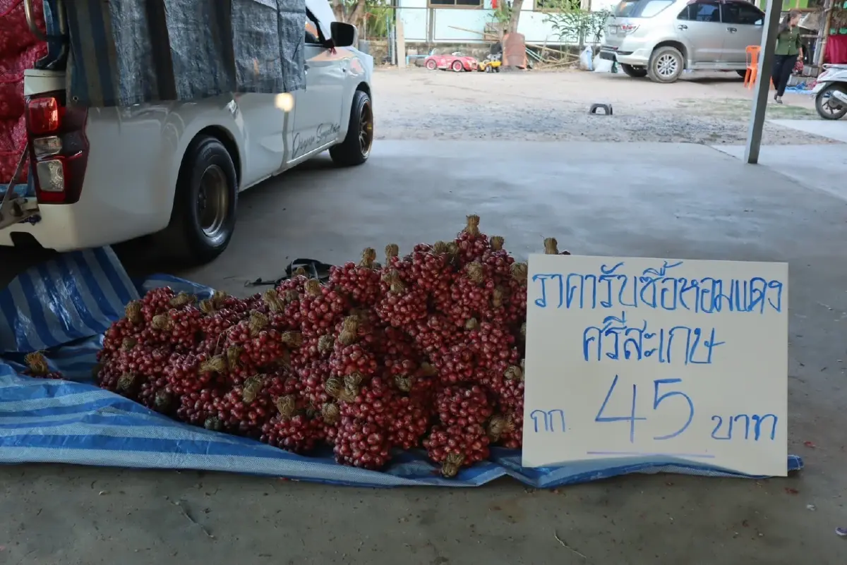 "พาณิชย์" ปิดจ๊อบโค้งสุดท้ายหอมแดงศรีสะเกษปี 66 ดันราคาดีกว่าปีที่แล้ว