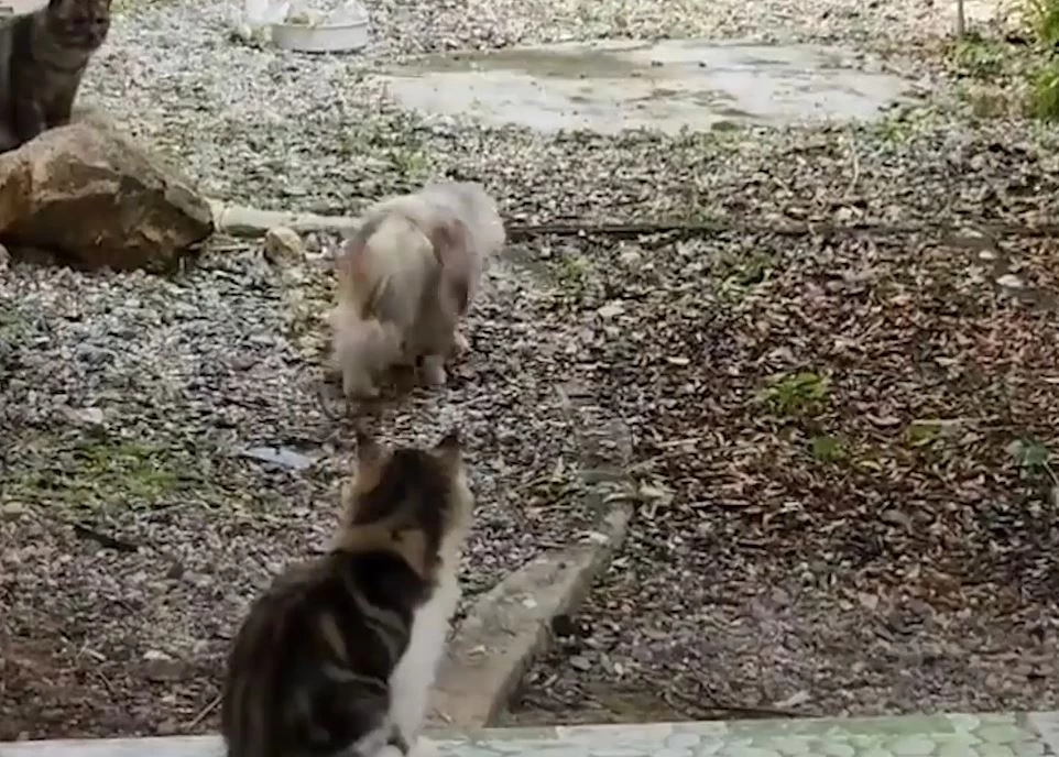 ชาวบ้านผวา! สงสัยแมวถูกเพื่อนบ้านจับฆ่าบูชายัญ