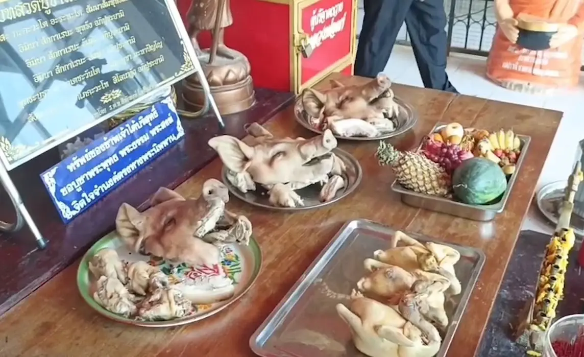 ชาวบ้านจุดประทัด-รำแก้บน ถวายหลวงพ่อแก่ หลังจับ "เจ้าบอด" จระเข้แสดงโชว์ได้
