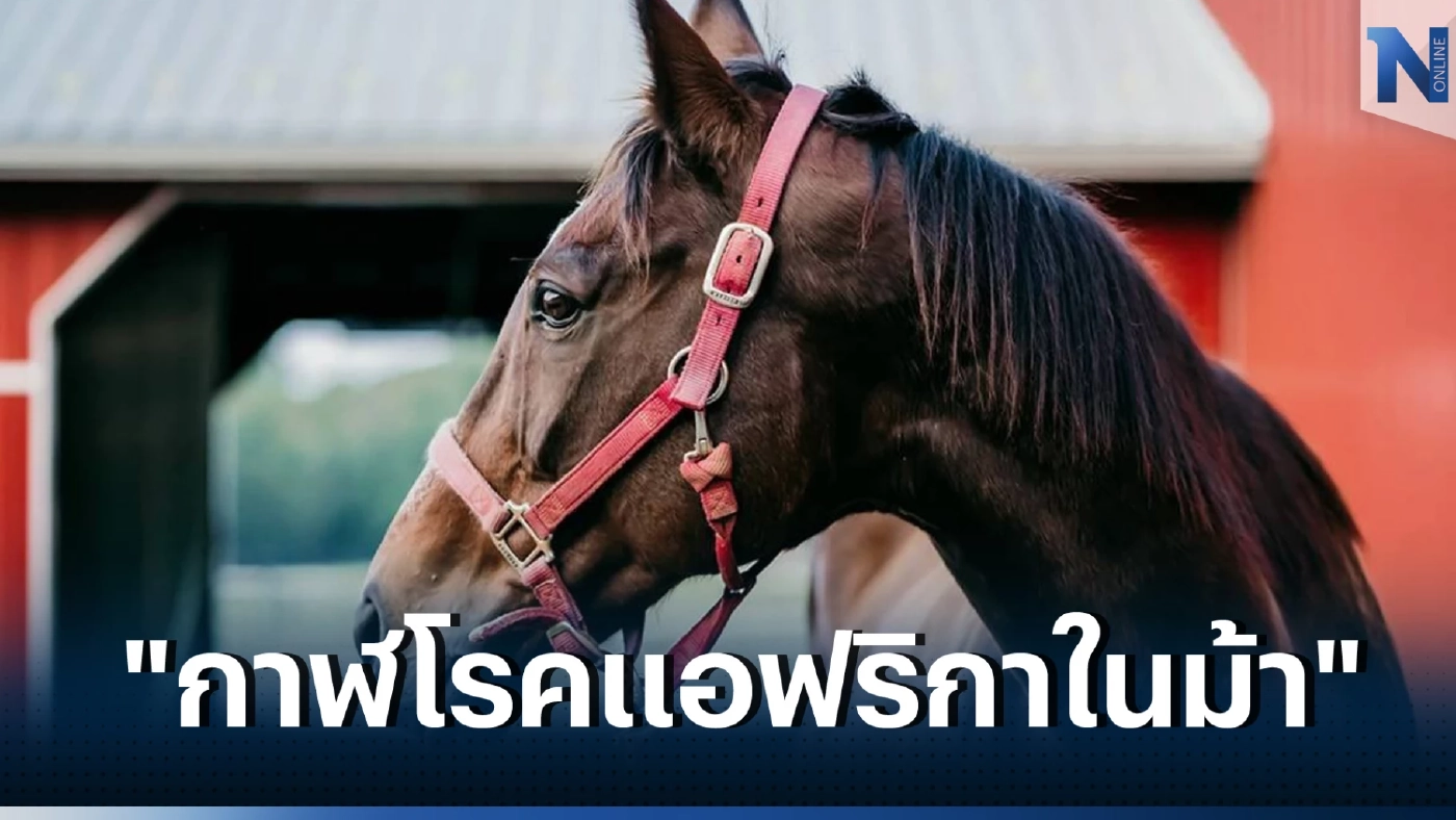 ชวนคนไทยร่วมทำความรู้จัก "กาฬโรคแอฟริกาในม้า"