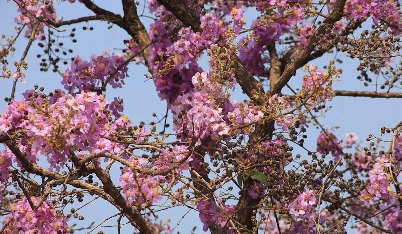 ดอกเสลา บานสะพรั่งม่วงสลับขาว อวดโฉมริมถนนสายพิษณุโลก-นครสวรรค์