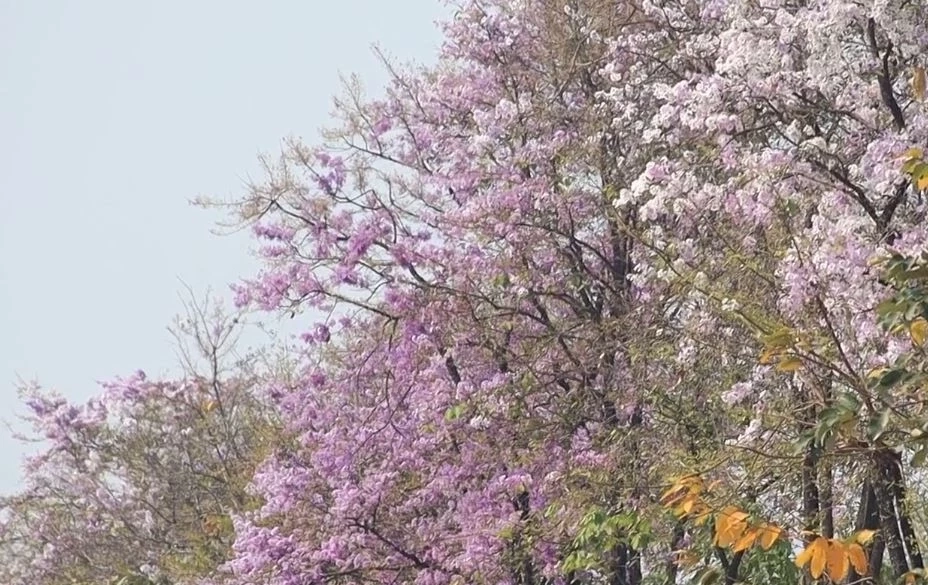 ดอกเสลา บานสะพรั่งม่วงสลับขาว อวดโฉมริมถนนสายพิษณุโลก-นครสวรรค์