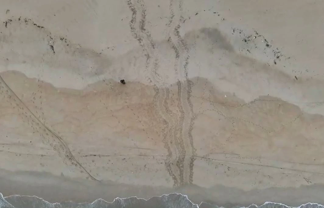 พบรอย "เต่ามะเฟือง" ขึ้นวางไข่ที่หาดเขาหน้ายักษ์ รังที่ 2