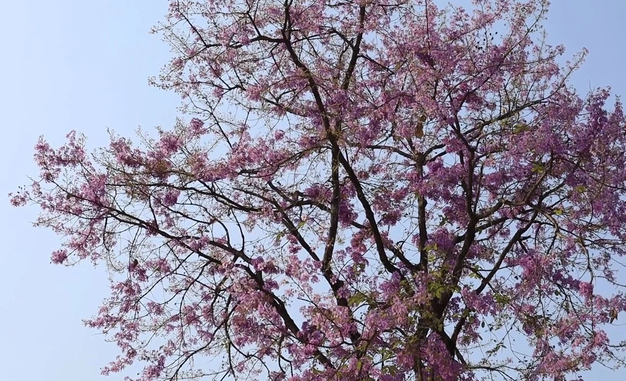 ดอกเสลา บานสะพรั่งม่วงสลับขาว อวดโฉมริมถนนสายพิษณุโลก-นครสวรรค์