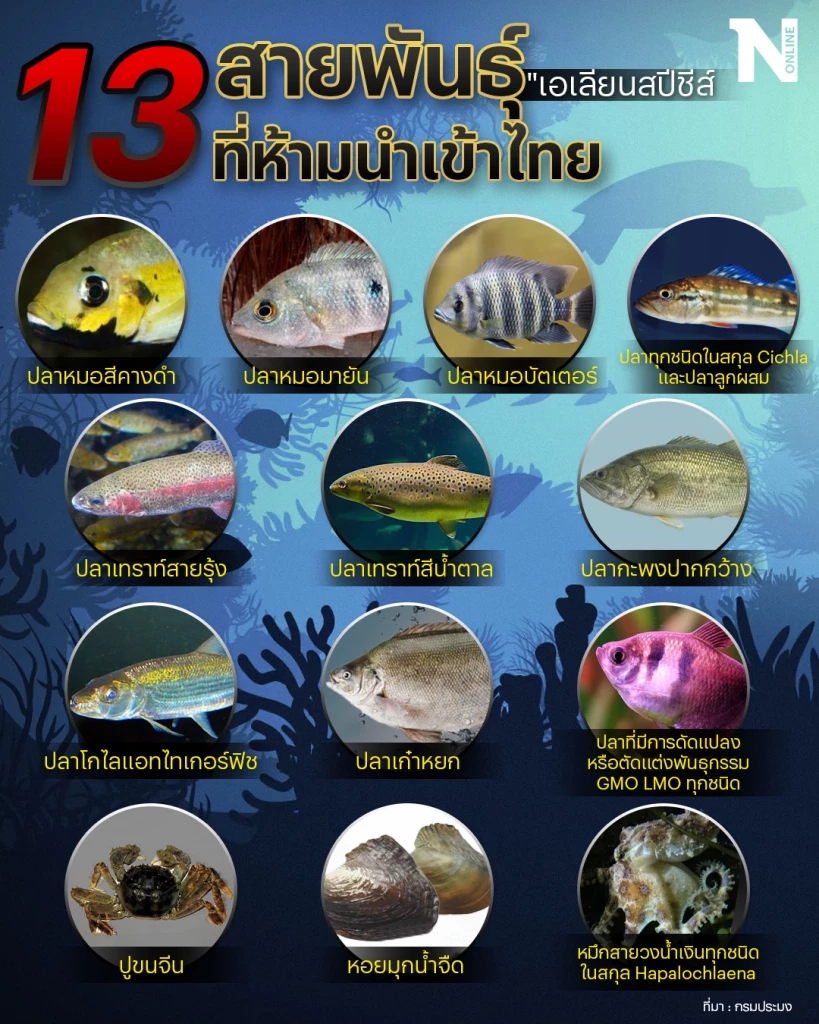 13 สายพันธุ์สัตว์น้ำต่างถิ่น ห้ามนำเข้าไทย 