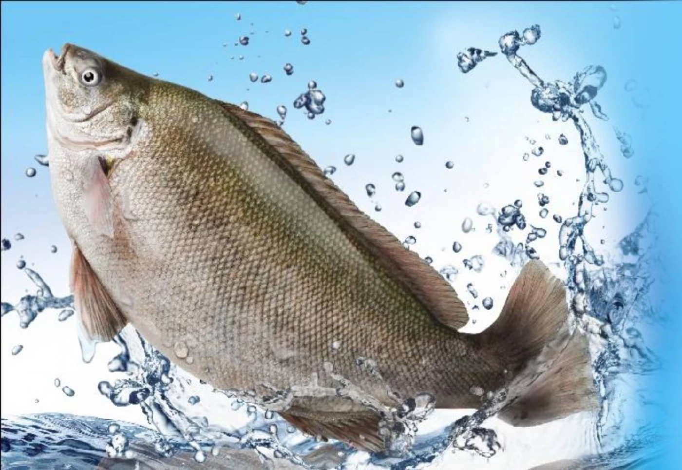 &quot;ปลาเก๋าหยก&quot; 1ใน13 สายพันธุ์สัตว์น้ำ ห้ามนำเข้าไทย