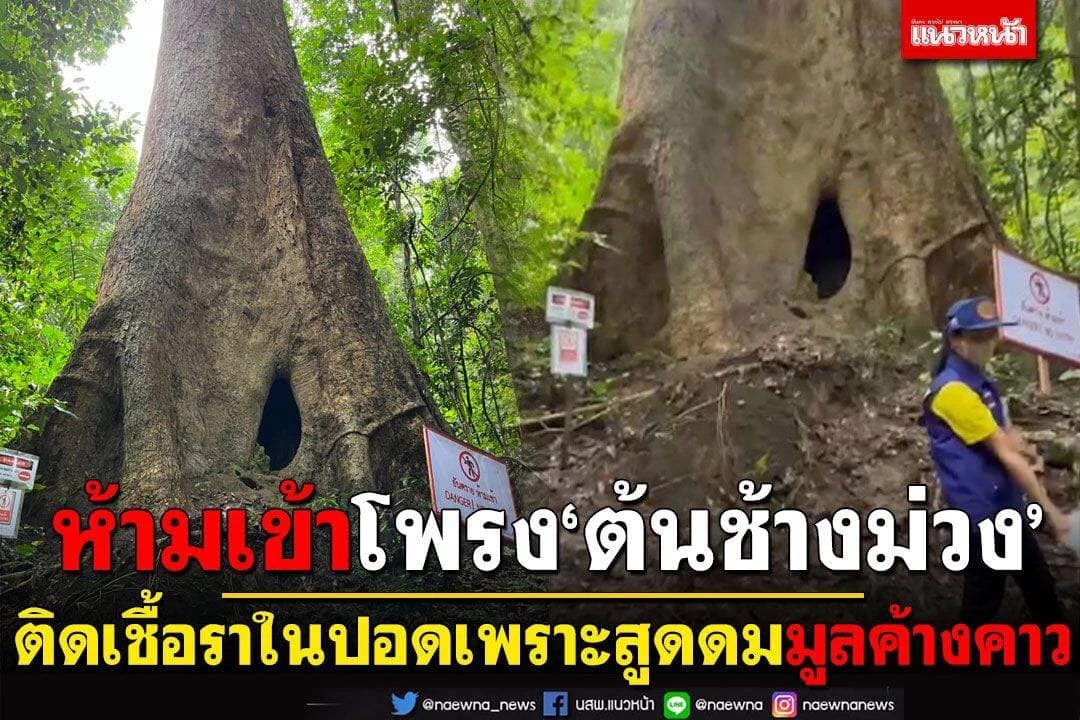 "หมอมนูญ" เปิดข้อมูล "เชื้อราฮิสโตพลาสมา" มีจริง คาดมาจากมูลค้างคาว