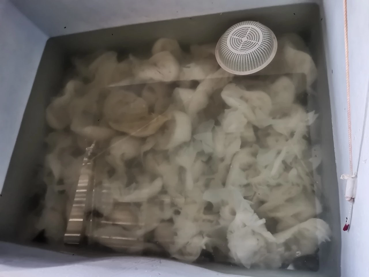 เจออีก! สไบนาง-หมึกกรอบ แช่ฟอร์มาลีน ส่งขายร้านหมูกระทะ